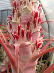 Bromelia reversacantha - Tropiflora