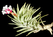 Tillandsia tenuifolia 'Gray Leaf Form'