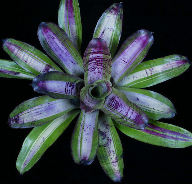Neoregelia 'Highfalutin' - Tropiflora