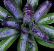 Neoregelia 'Highfalutin' - Tropiflora