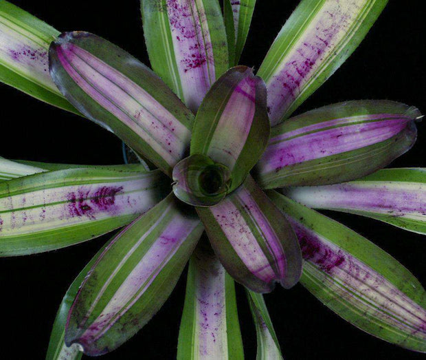 Neoregelia 'Highfalutin' - Tropiflora