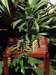 Myrmephytum beccarii - Tropiflora