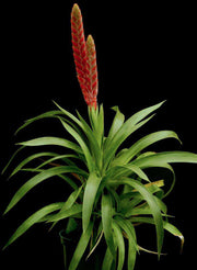 Tillandsia romero v. gruberi - Tropiflora