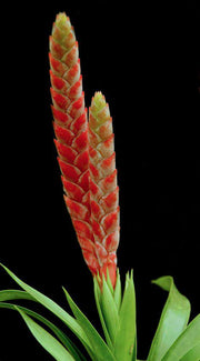 Tillandsia romero v. gruberi - Tropiflora