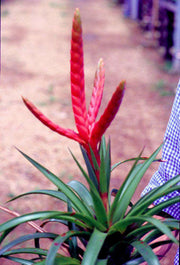 Tillandsia romero v. gruberi - Tropiflora