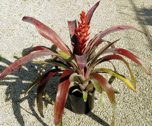 Aechmea 'Tropic Torch Red' - Tropiflora