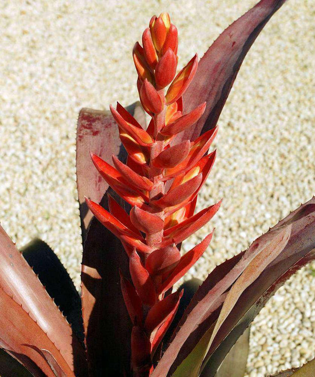 Aechmea 'Tropic Torch Red' - Tropiflora