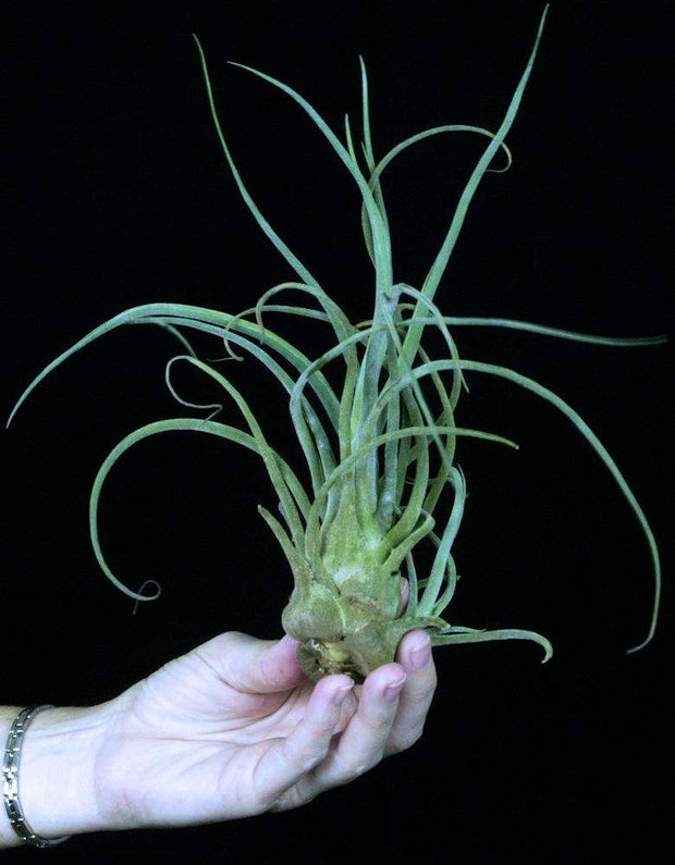 Tillandsia pruinosa 'Giant Form' Colombia
