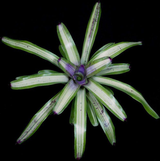 Neoregelia 'Hoopla' - Tropiflora