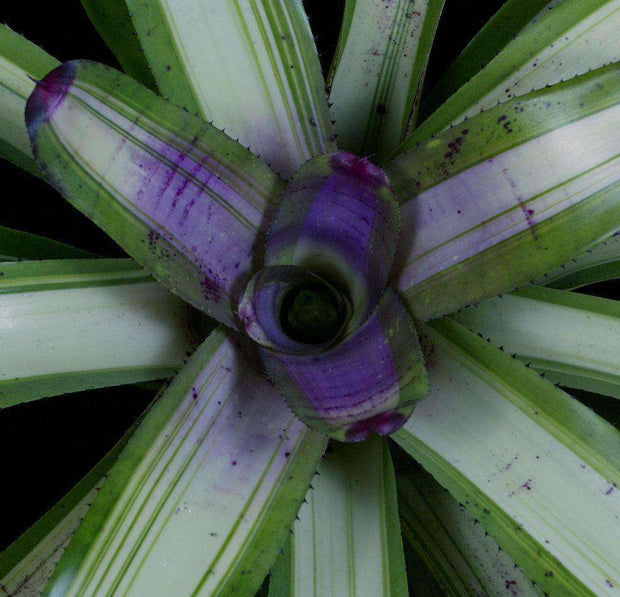 Neoregelia 'Hoopla' - Tropiflora