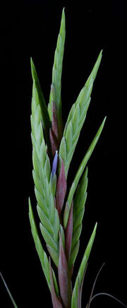 Tillandsia 'Tesoro' - Tropiflora