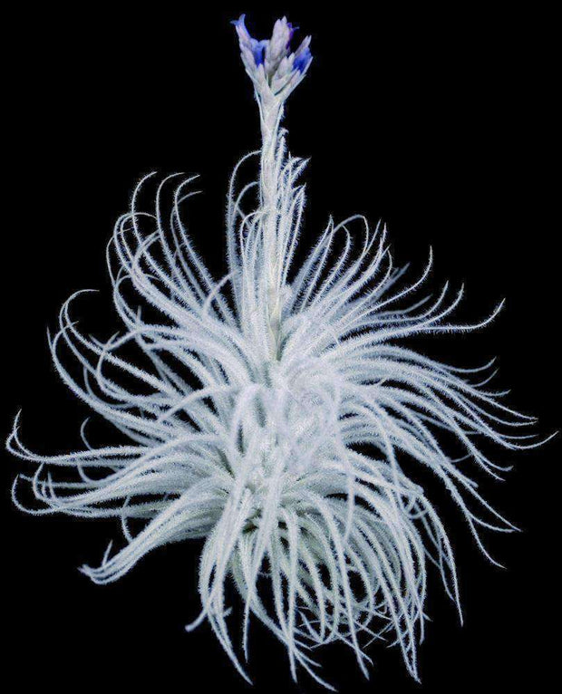 Tillandsia tectorum (clone #2) - Tropiflora
