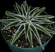 Dyckia 'Tarzana' - Tropiflora