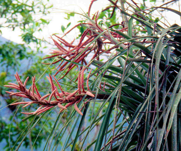 Tillandsia appenii - Tropiflora