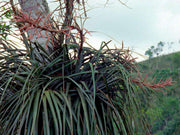 Tillandsia appenii - Tropiflora