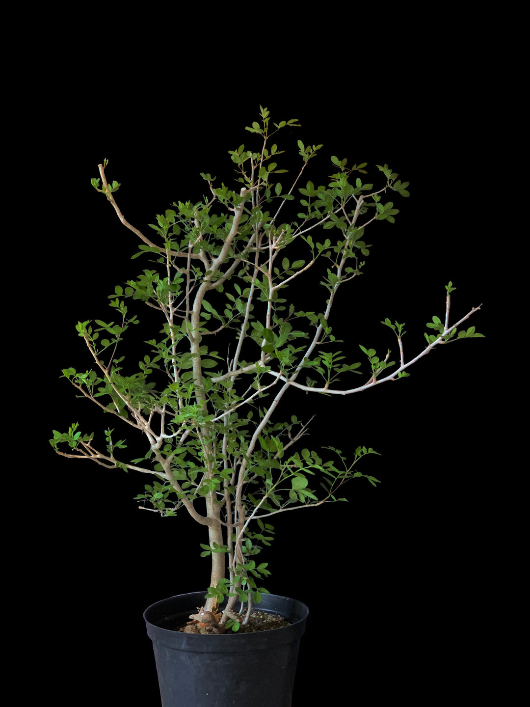 Bursera fagaroides – Tropiflora