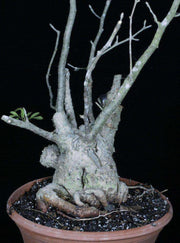 Bursera fagaroides - Tropiflora