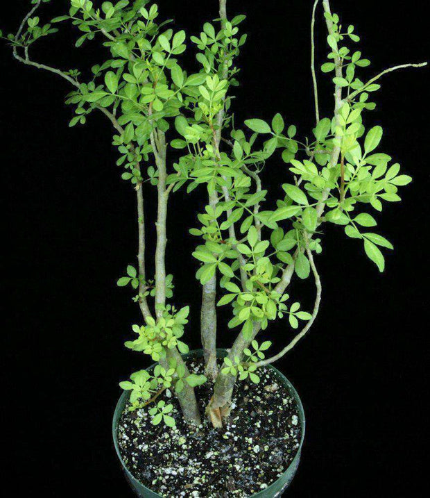 Bursera fagaroides - Tropiflora