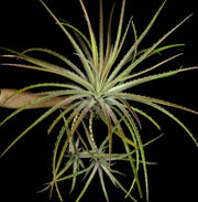 Bromelia aff. laciniosa