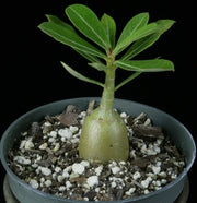 Adenium obesum