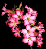 Adenium obesum