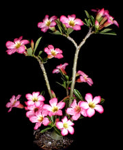 Adenium obesum