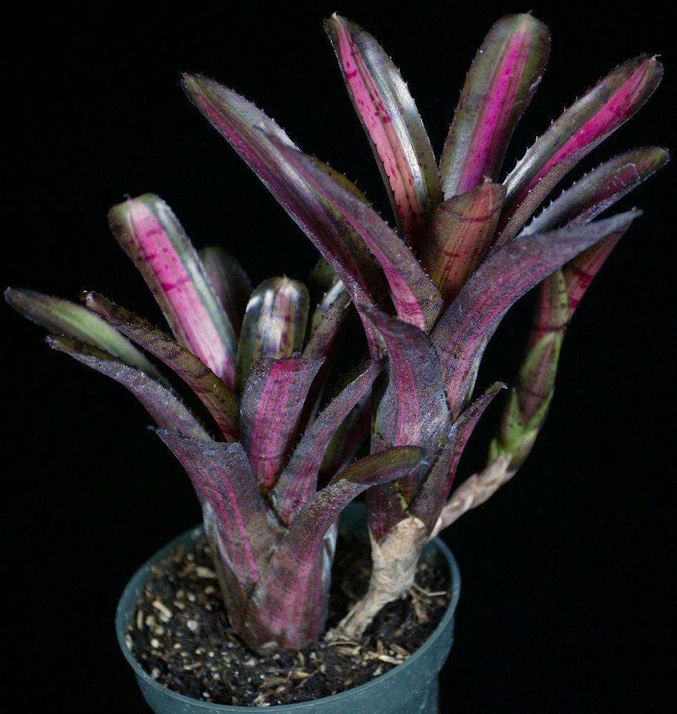 Neoregelia 'Star Blast' – Tropiflora