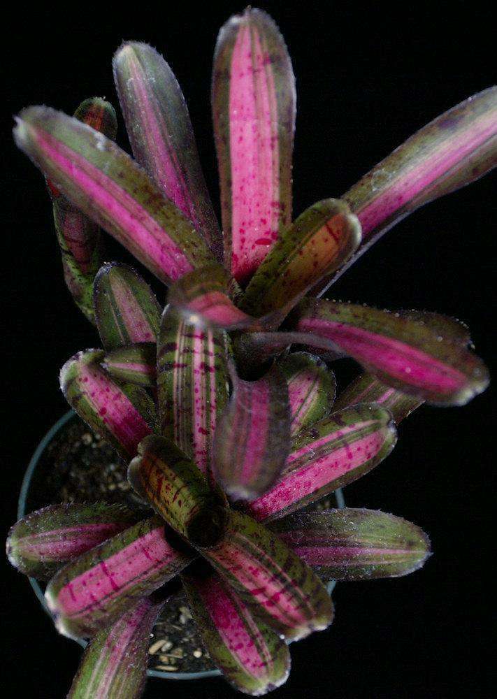 Neoregelia 'Star Blast' – Tropiflora