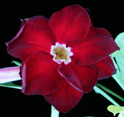 Adenium obesum