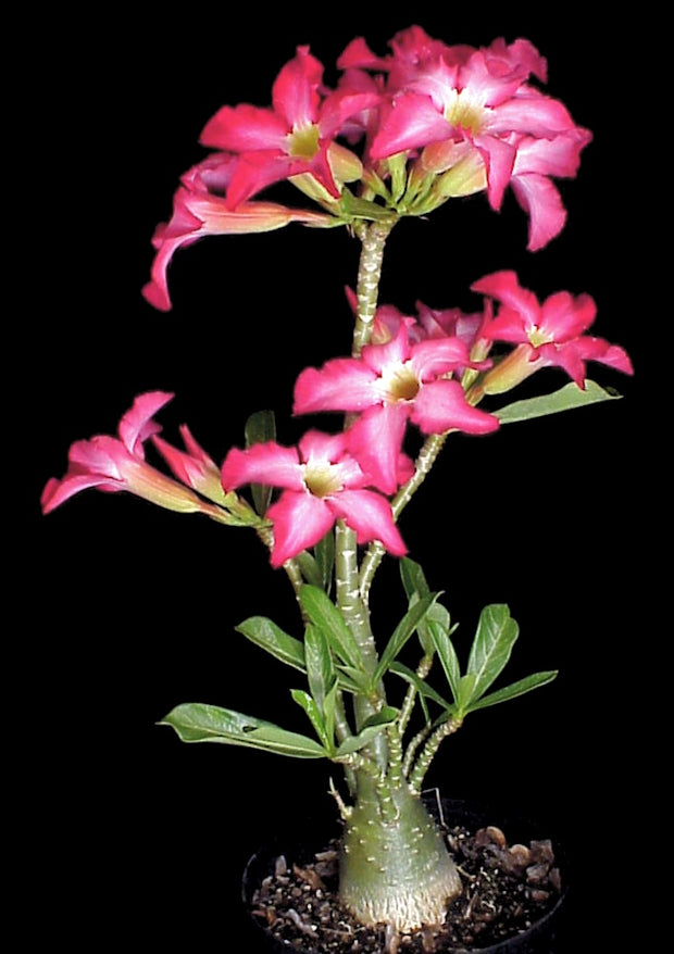 Adenium obesum