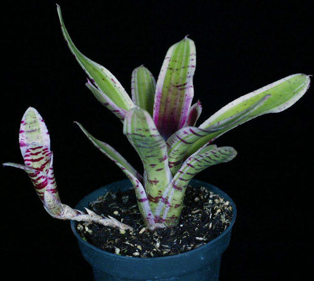 Neoregelia 'Thriller' - Tropiflora