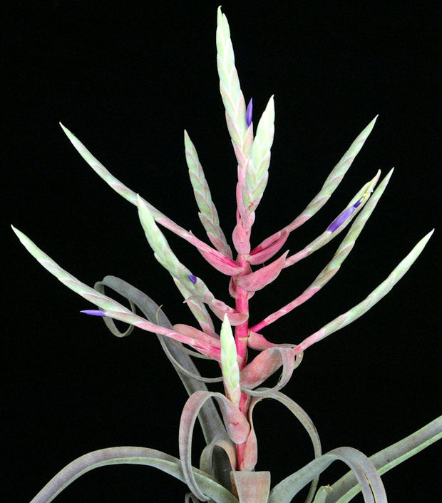Tillandsia streptophylla 'Red Form' Belize