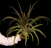 Tillandsia streptophylla 'Red Form' Belize