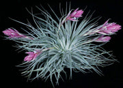 Tillandsia 'Houston Pink' - Tropiflora