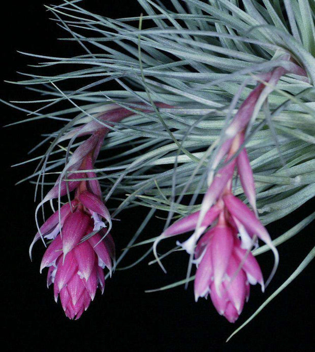 Tillandsia 'Houston Pink' - Tropiflora