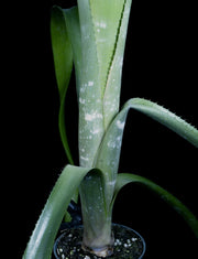 Billbergia violacea Brom-L #405