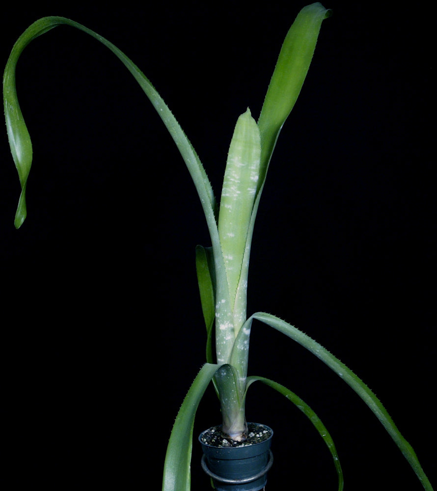 Billbergia ‘C'est Bon’ Billbergia collection - Rainforest Flora