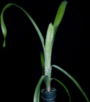 Billbergia violacea Brom-L #405