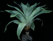 Vriesea pseudoatra - Tropiflora