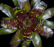 Neoregelia 'Green Eyes' - Tropiflora