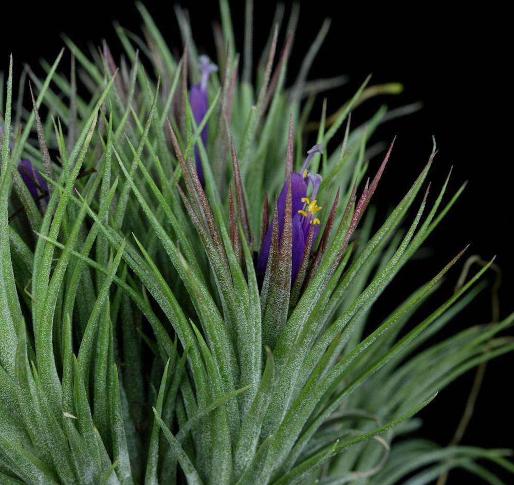 Tillandsia 'Paul T' – Tropiflora