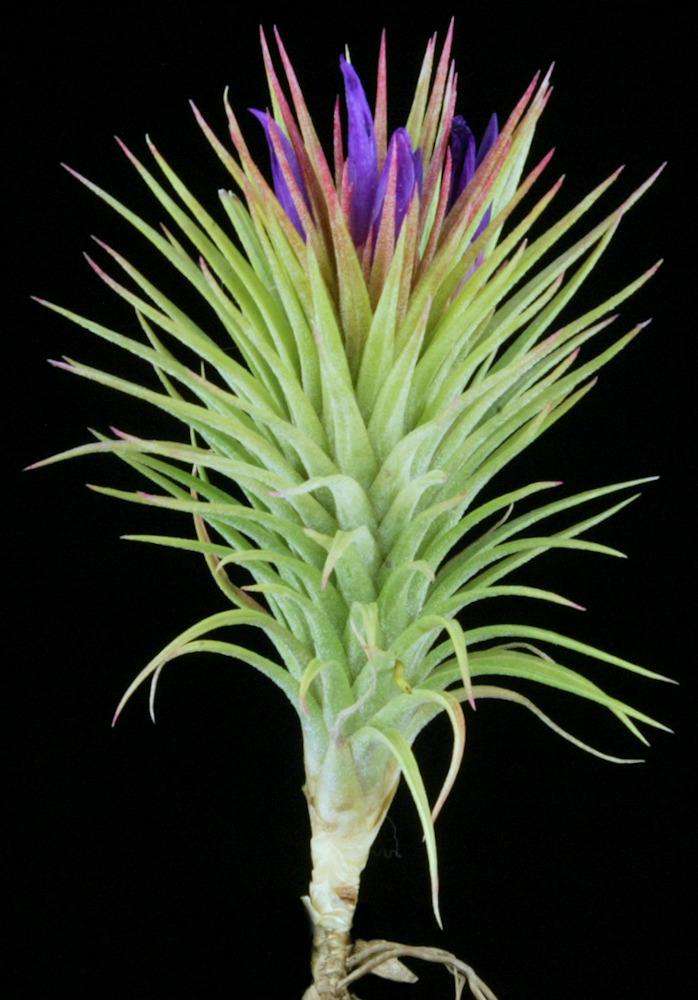 Tillandsia 'Paul T' – Tropiflora