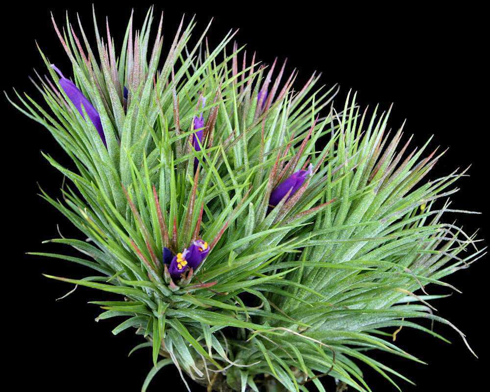 Tillandsia 'Paul T' – Tropiflora