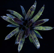 Aechmea 'Black Marble' - Tropiflora