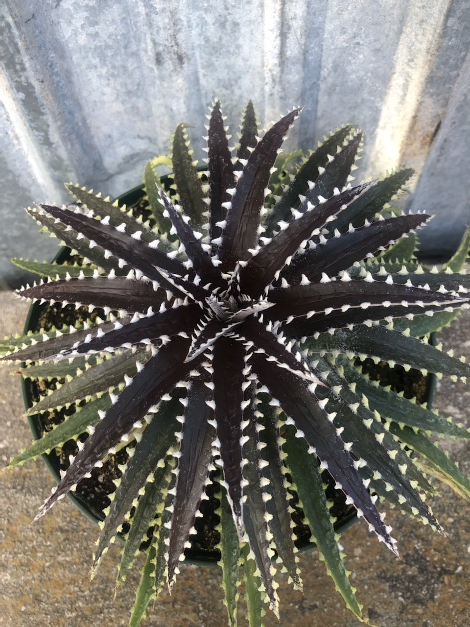 ディッキア Dyckia 'Brittle Star' F3 D033 Dyckia 'Brittle Star' f3 – Tropiflora