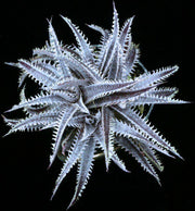 Dyckia 'Brittle Star' f2 x 'Arizona' - Tropiflora