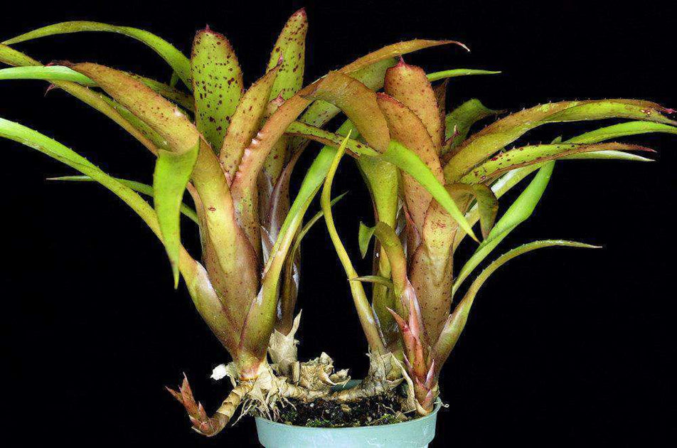 Neoregelia 'Frog Prince' – Tropiflora