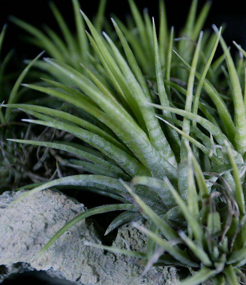 Tillandsia ionantha 'Mexican Zebra' – Tropiflora