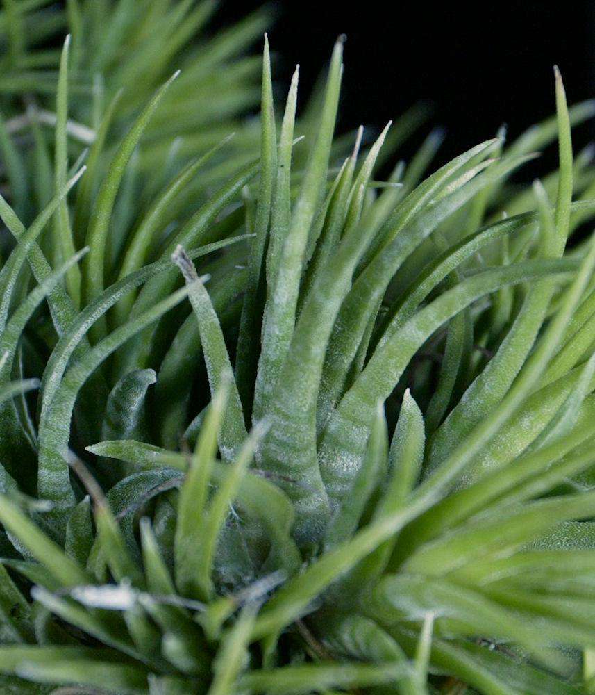 Tillandsia ionantha 'Mexican Zebra' – Tropiflora