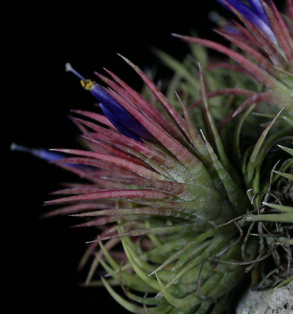 Tillandsia ionantha 'Mexican Zebra' – Tropiflora